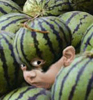 嘘~~我是侦察兵！