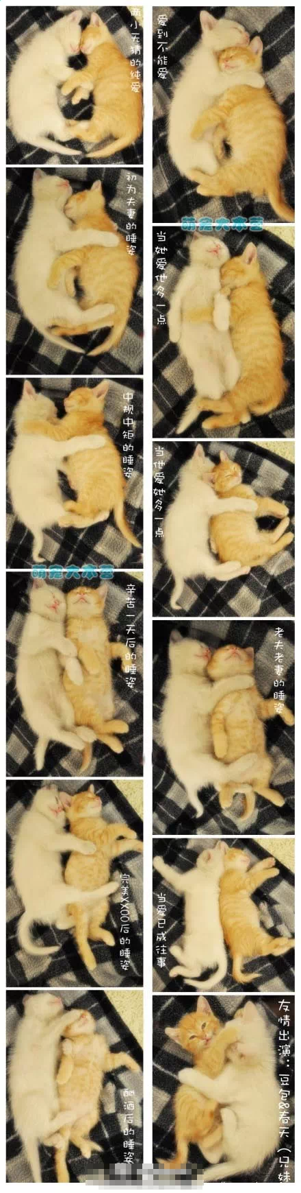 猫咪演绎不同爱情阶段的睡姿