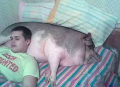 买头猪回来当宠物还能当枕头使