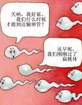 内涵图：精子的对话