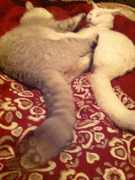 两个好基 友都在用自己巨大的棒棒挑逗着对方...