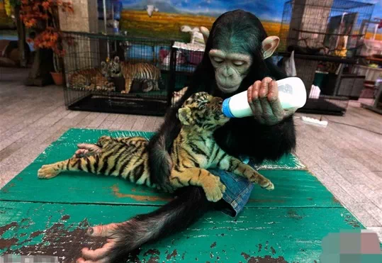 黑猩猩用奶瓶喂养虎崽