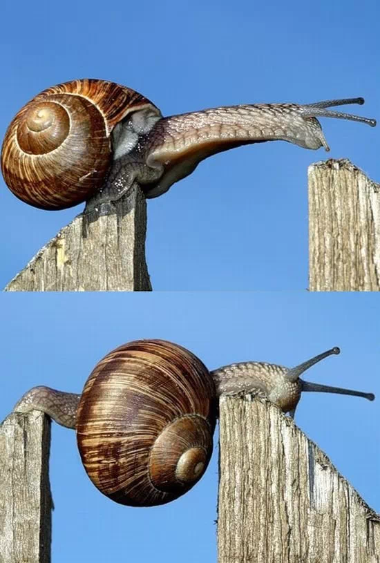 蜗牛也学会了坚强
