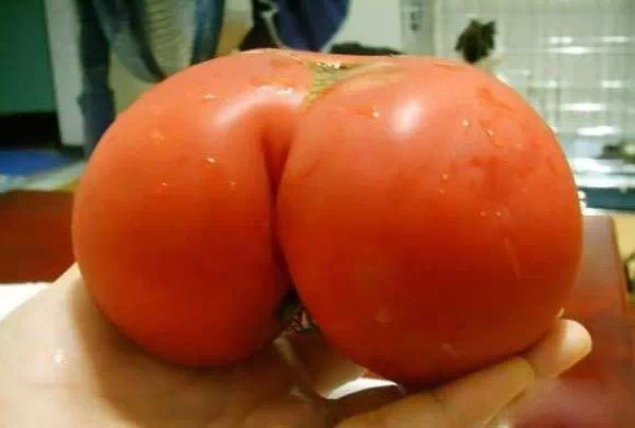 好性感的番茄
